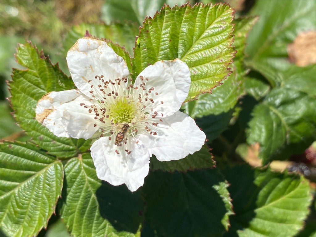 Weekly Field Update –&nbsp;12/2/24