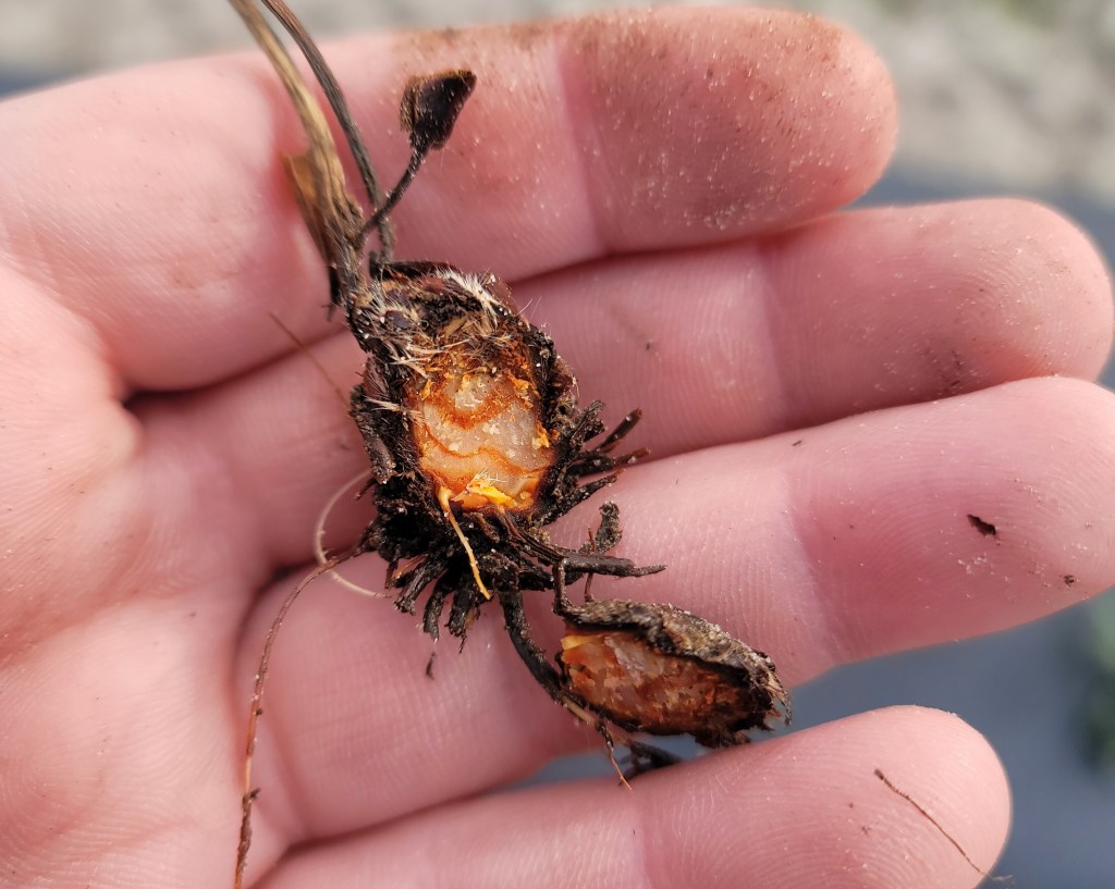 Weekly Field Update –&nbsp;1/21/25