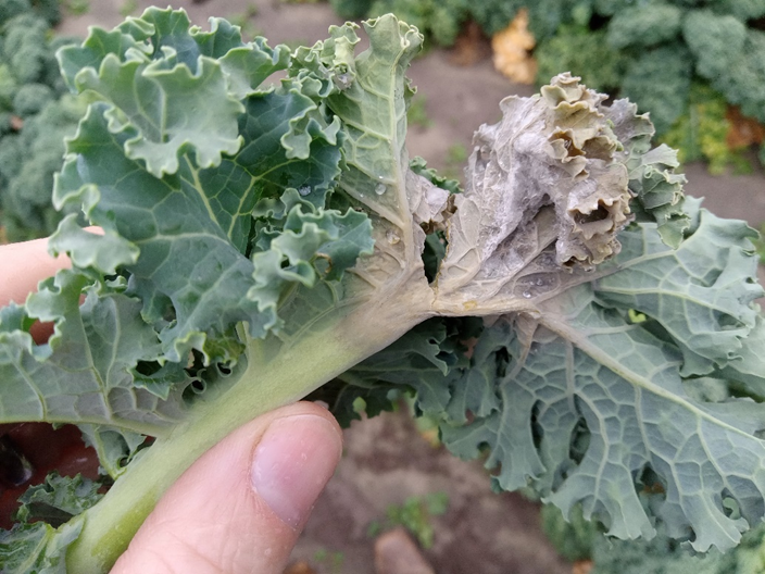 White Mold is Active so Spray&nbsp;Now