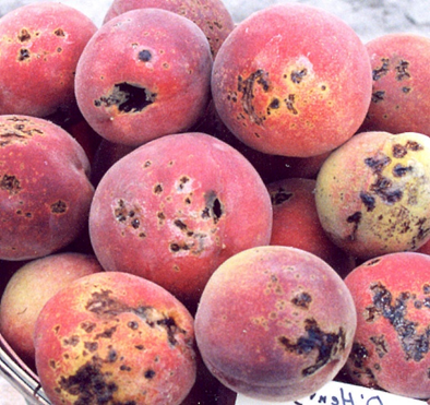 Can Biological Products and Soil Amendments Help With Bacterial Disease Management in&nbsp;Peaches?