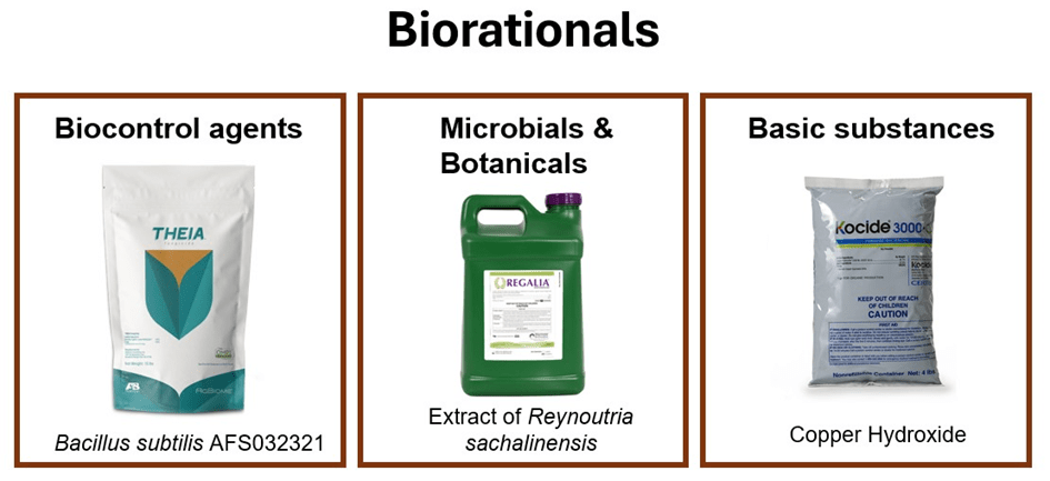 Biologicals Made Easy: Grouping and Understanding Biological&nbsp;Fungicides