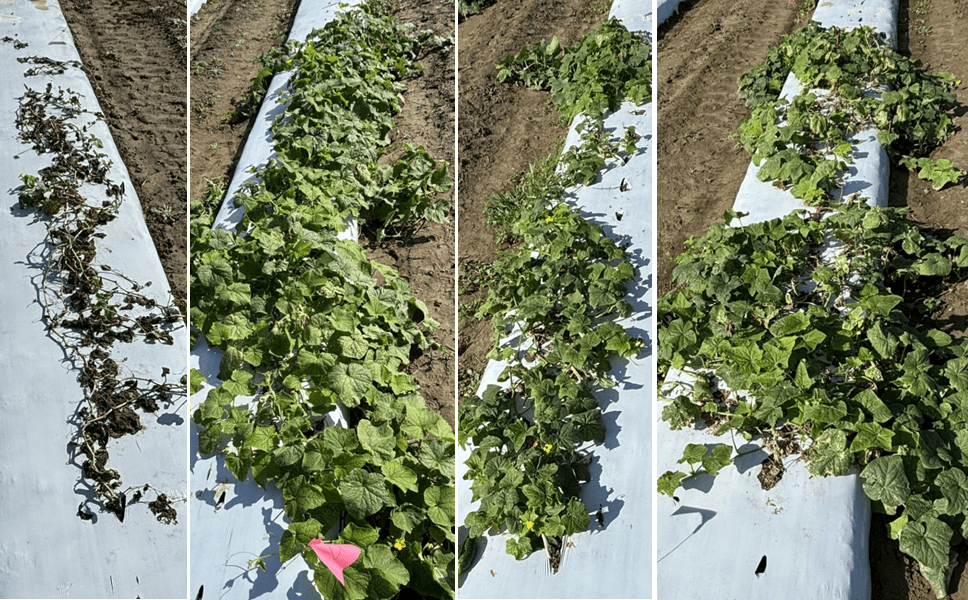 Good Progress on Breeding a Downy Mildew-Resistant Pickling Cucumber, 2024&nbsp;Update