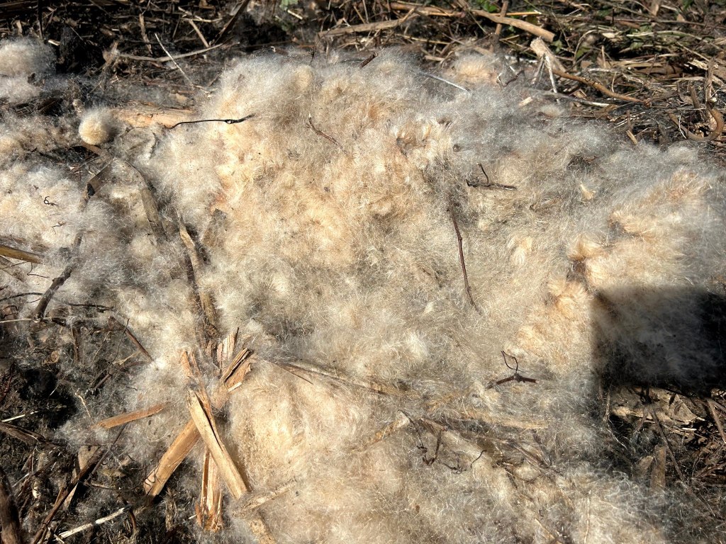 Question of the Week – Cattail&nbsp;Seed