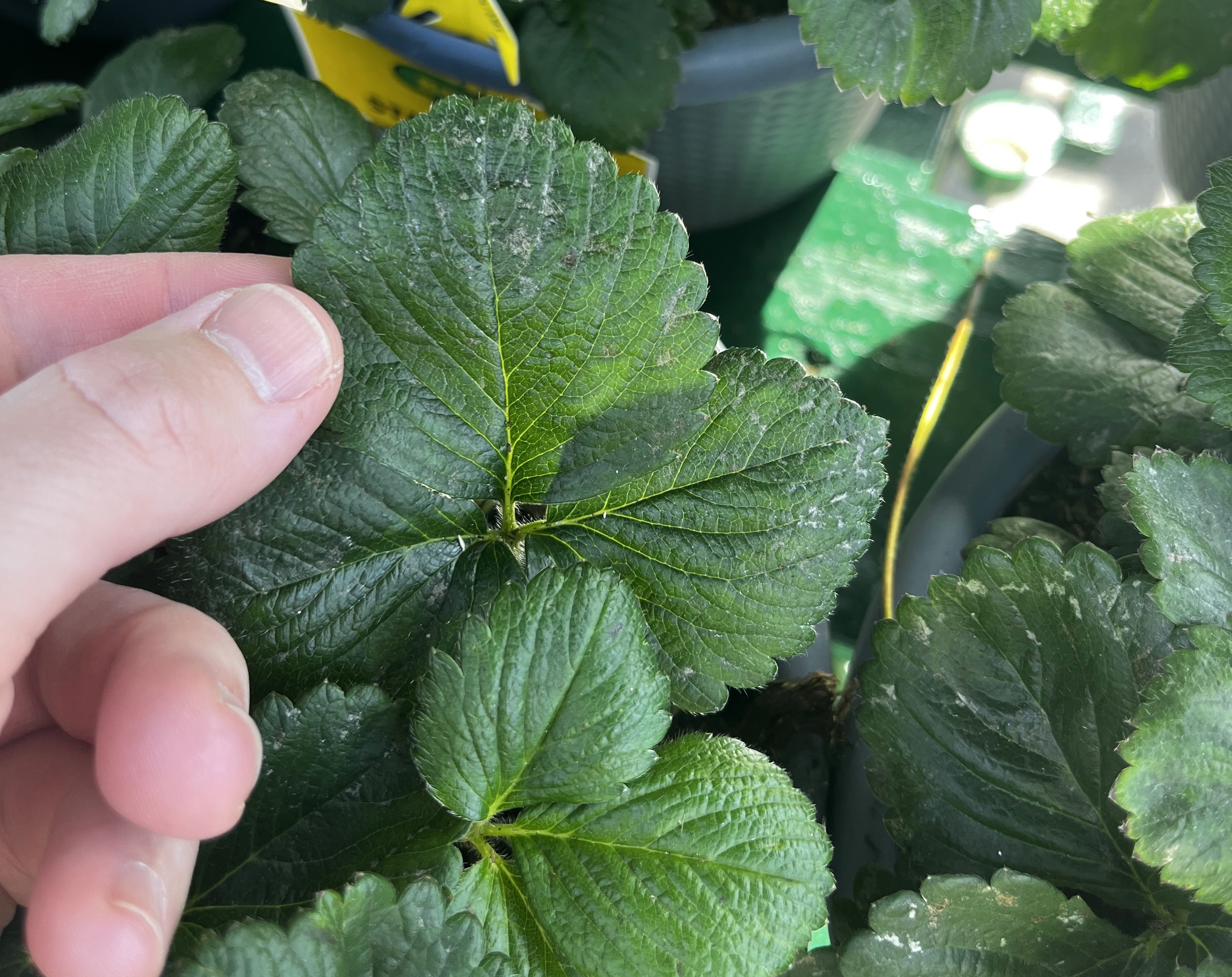 Question of the Week – Thrips and Mites – The South Carolina Grower
