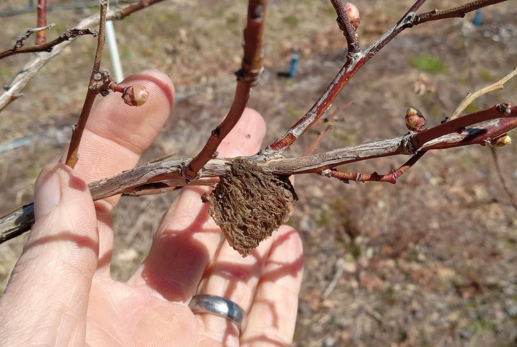 Question of the Week – Chinese Mantid&nbsp;Ootheca