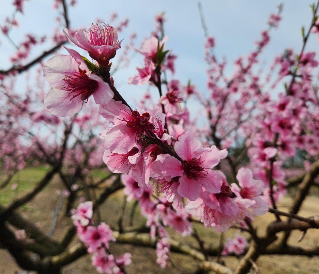 Weekly Field Update –&nbsp;3/17/25