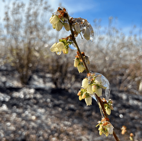 Weekly Field Update –&nbsp;3/3/25