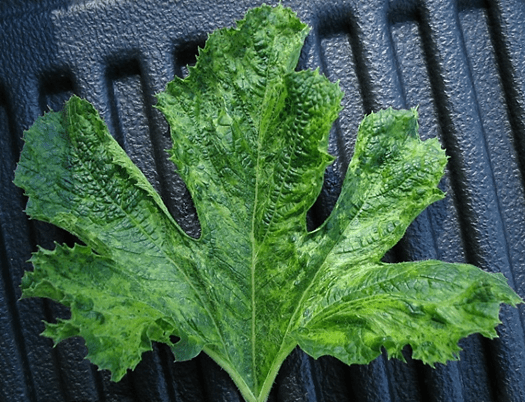 Field Scouting and Identification of Diseases on Cucurbits in South&nbsp;Carolina