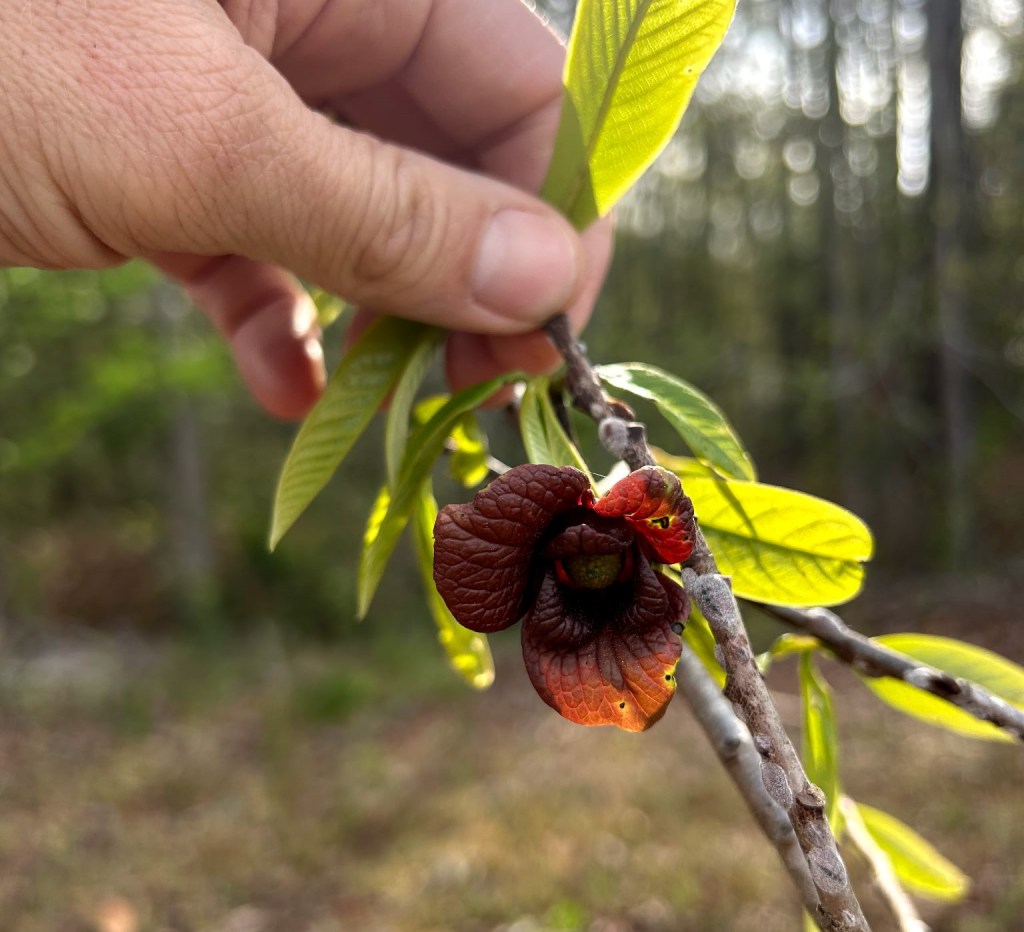 Question of the Week –&nbsp;Pawpaw