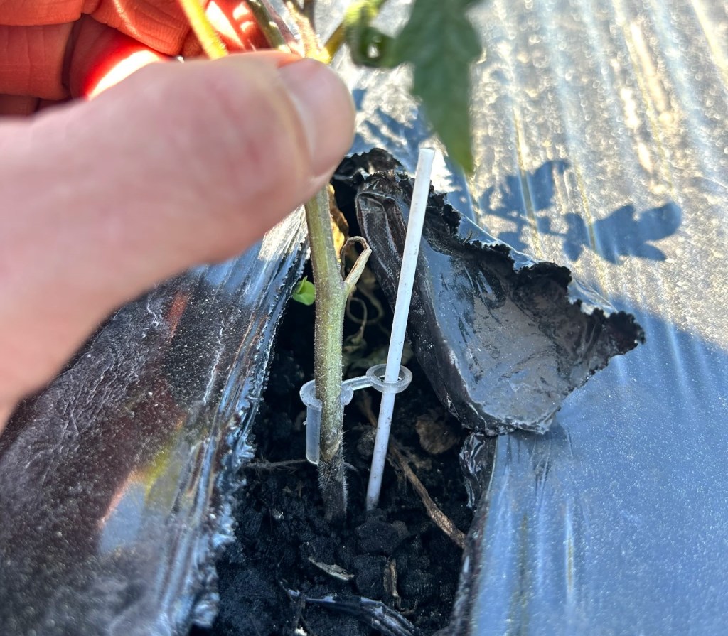 Weekly Field Update –&nbsp;3/31/25