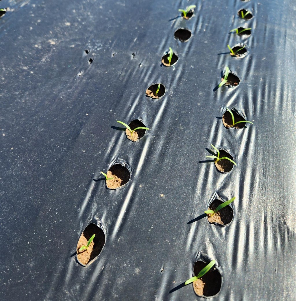 Question of the Week –&nbsp;Spinach