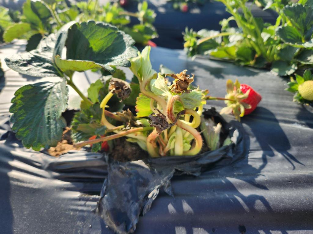 Question of the Week – Growing Under&nbsp;Plastic