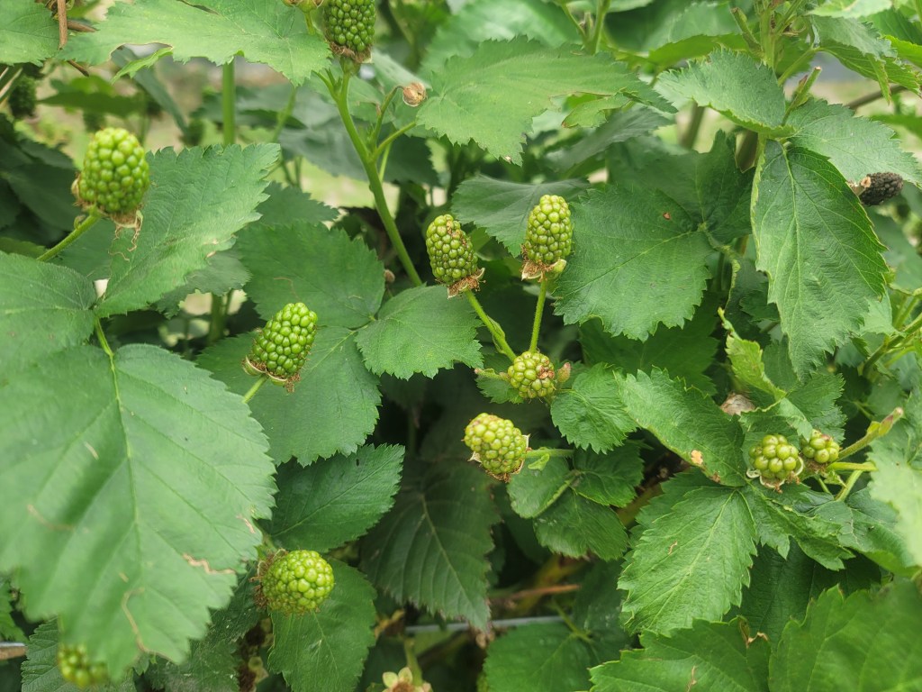 Weekly Field Update –&nbsp;4/28/25