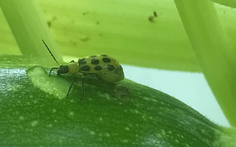 Time to Think About Cucumber&nbsp;Beetles