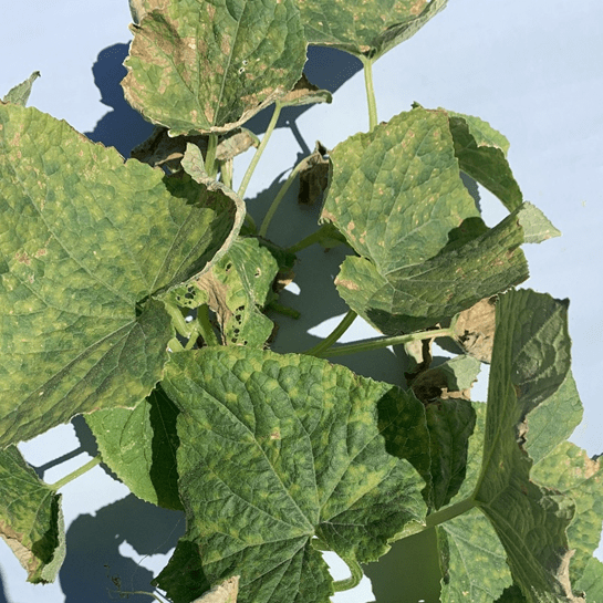 Cucurbit Downy Mildew Fungicide Trial Report for Fall 2024: Part 1, Pickling&nbsp;Cucumber