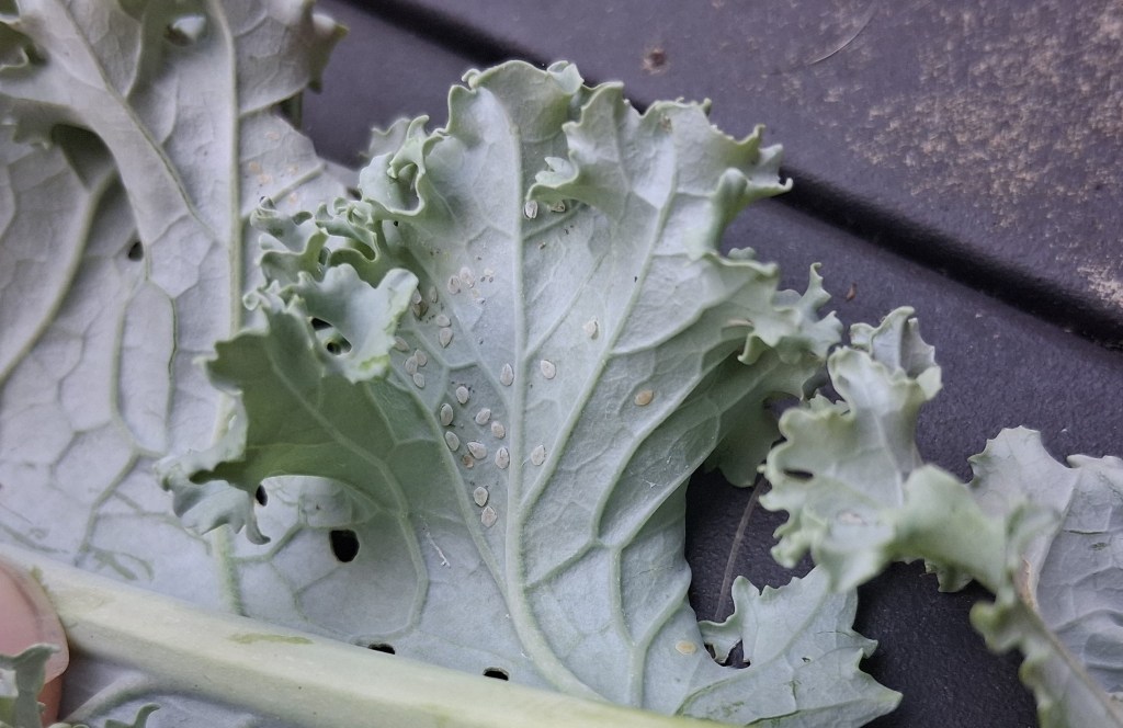 Question of the Week –&nbsp;Whiteflies