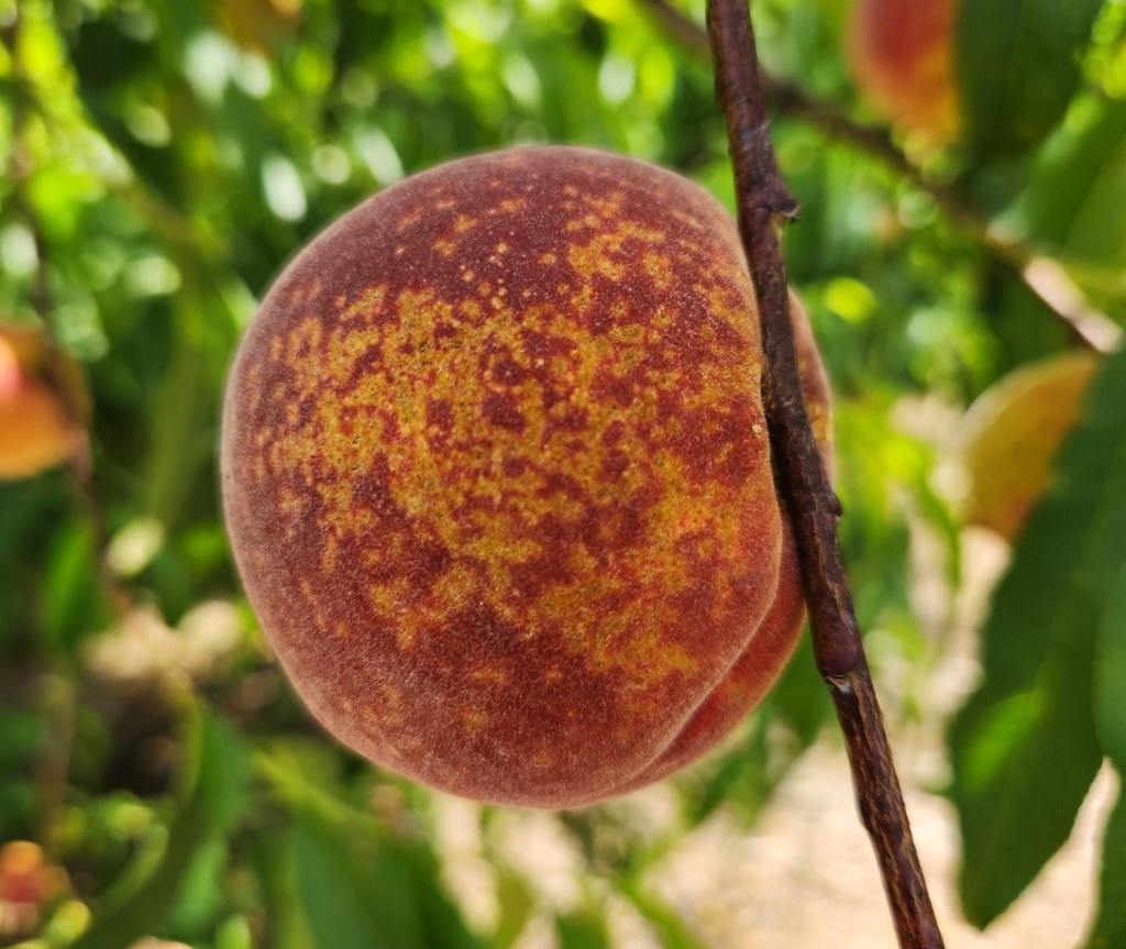 Weekly Field Update –&nbsp;5/12/25