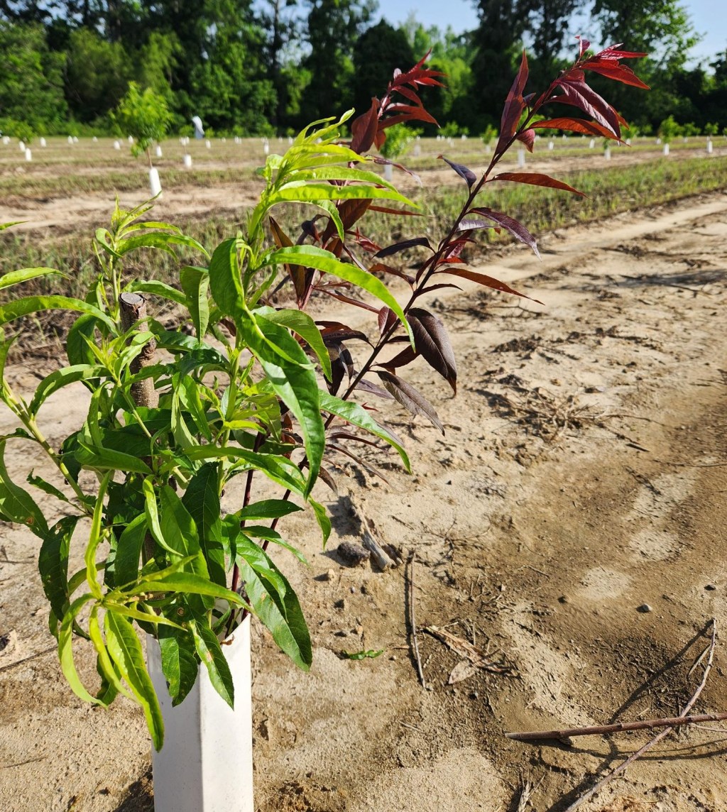 Question of the Week – Rootstock&nbsp;Growth