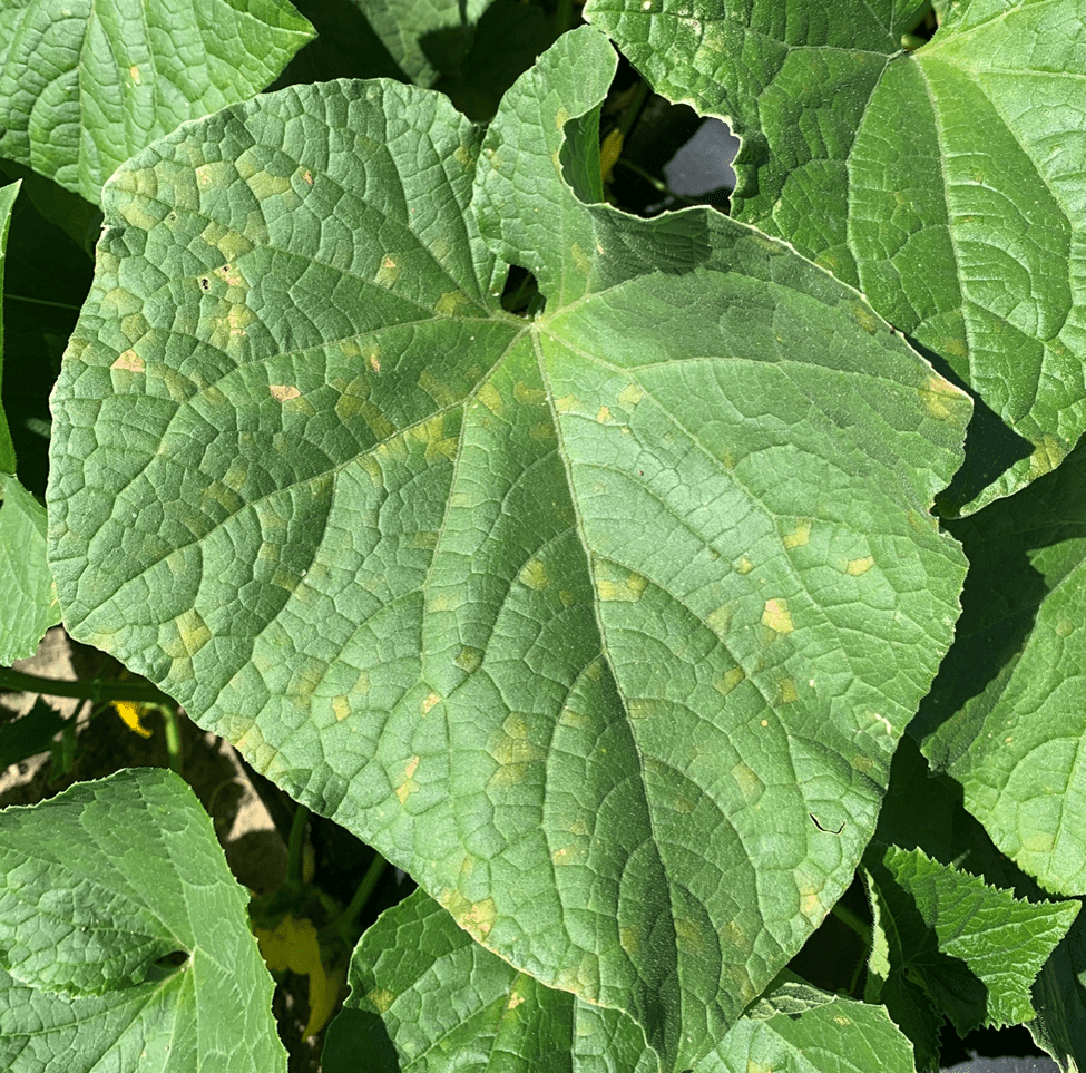 Cucurbit Disease Update for Mid-May 2025 (Downy Mildew Found in&nbsp;SC)