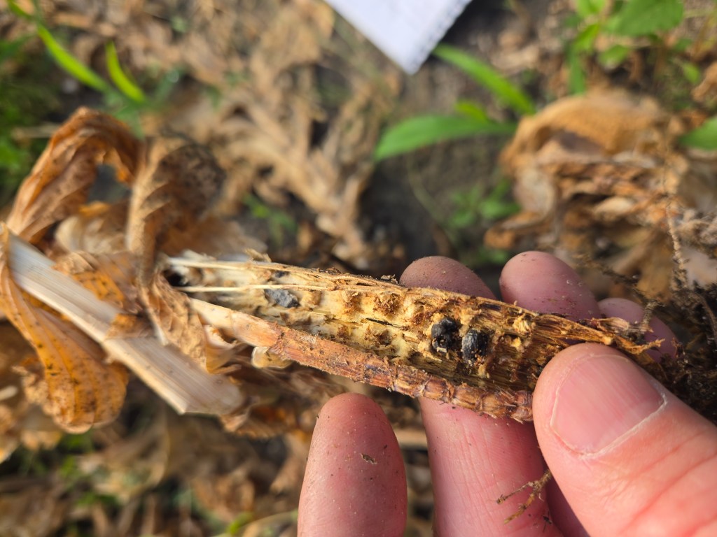 Question of the Week – Sclerotia