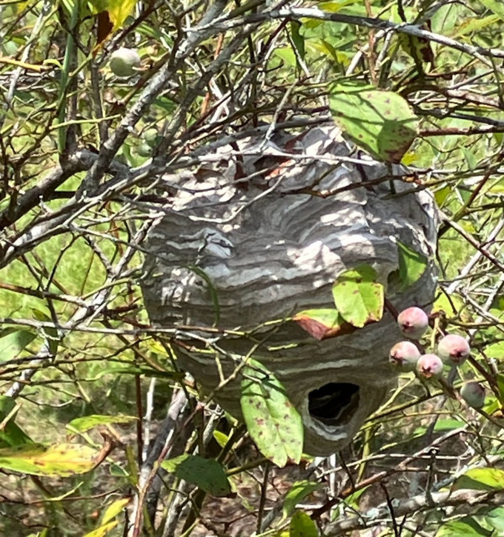 Question of the Week – Hornet&nbsp;Nest