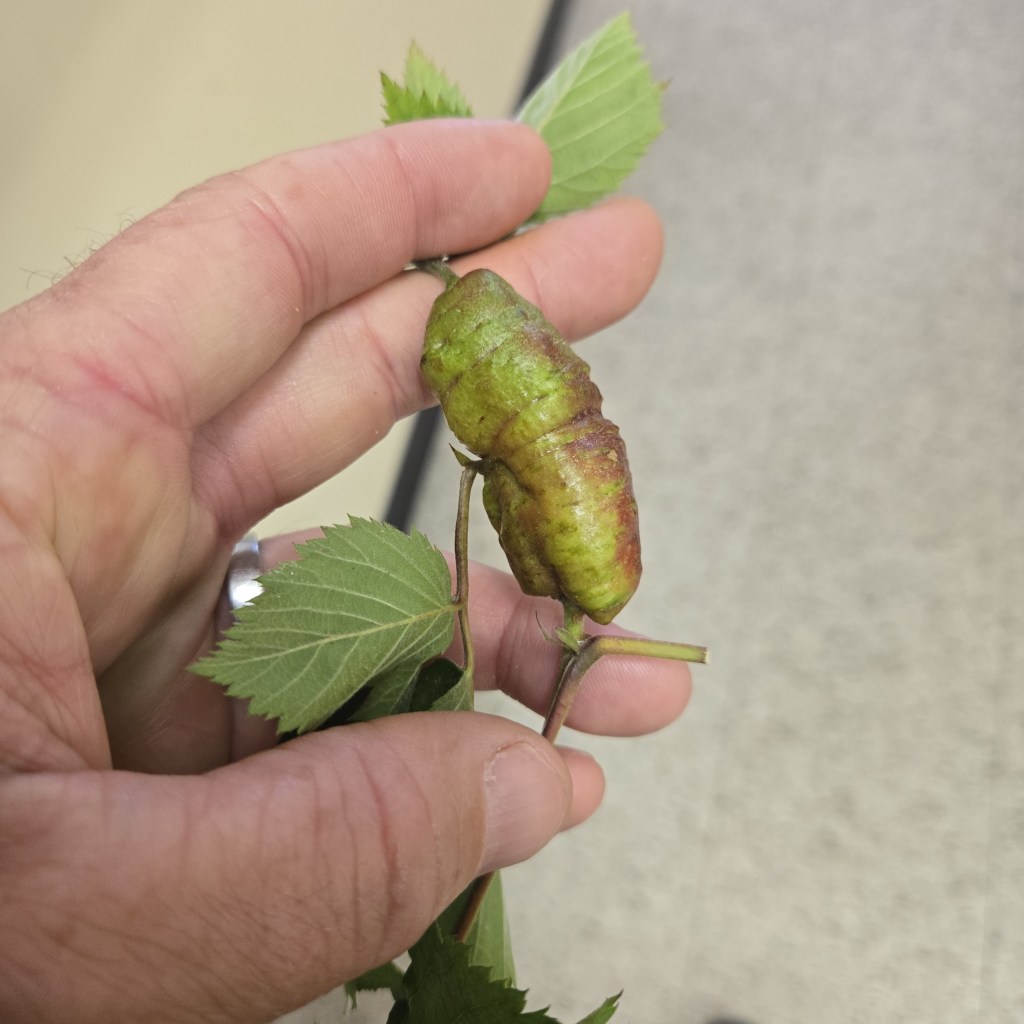Question of the Week – Stem&nbsp;Gall