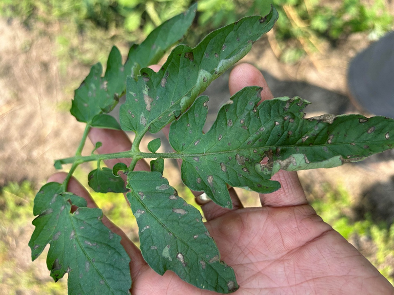 Gray Leaf Spot on Heirloom&nbsp;Tomatoes