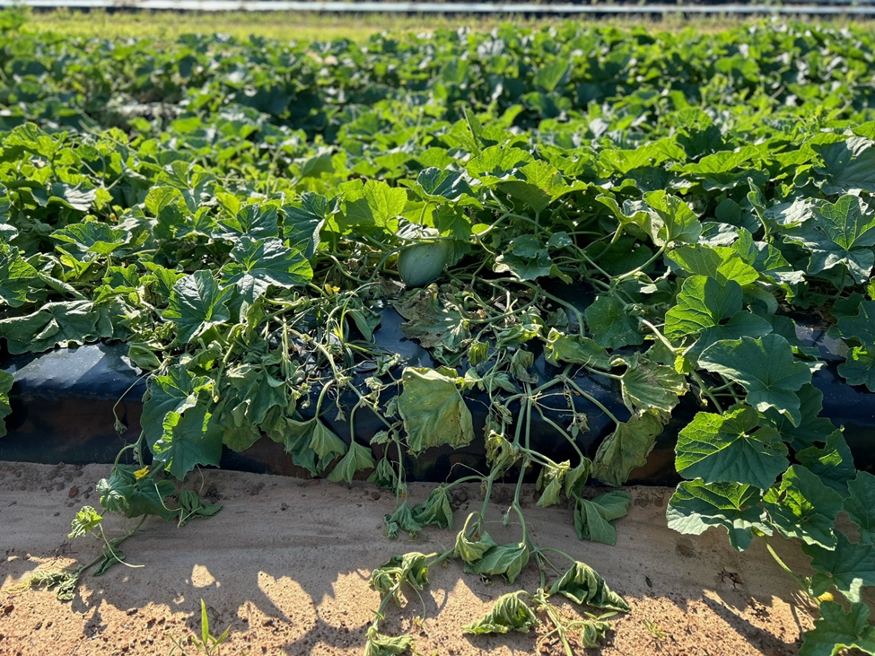 Sudden Wilt or Pythium Root Rot On Mature&nbsp;Cantaloupe