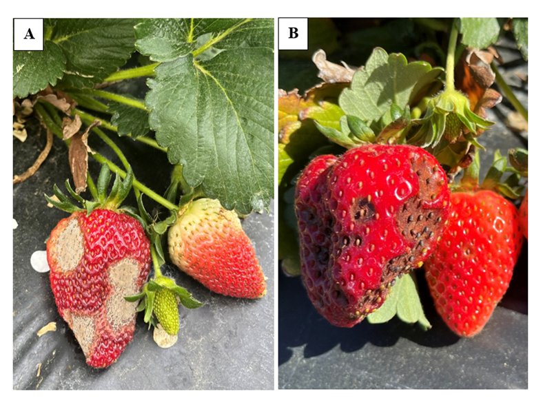 Biologicals and Their General Performance Against Strawberry&nbsp;Diseases