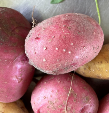 Spots on Harvested Potato Tubers Might Be Enlarged&nbsp;Lenticels