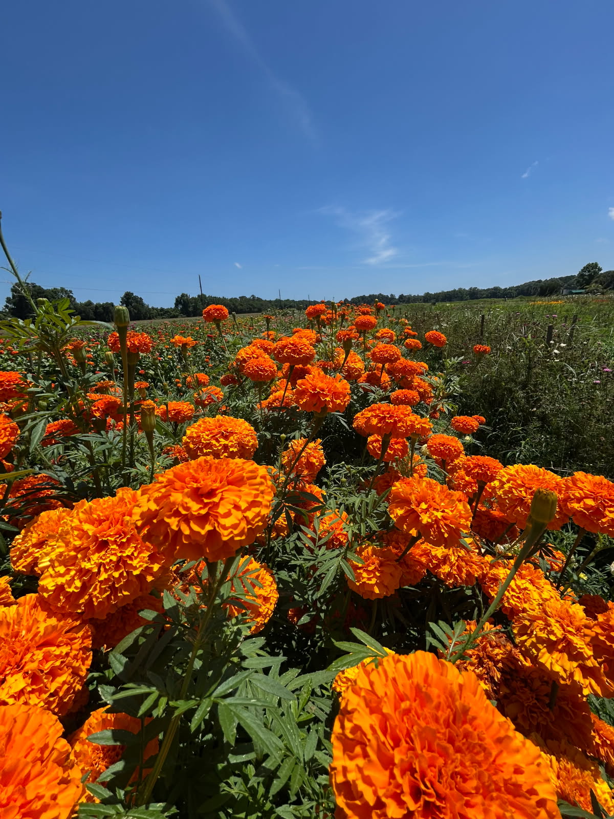 Weekly Field Update –&nbsp;6/23/25