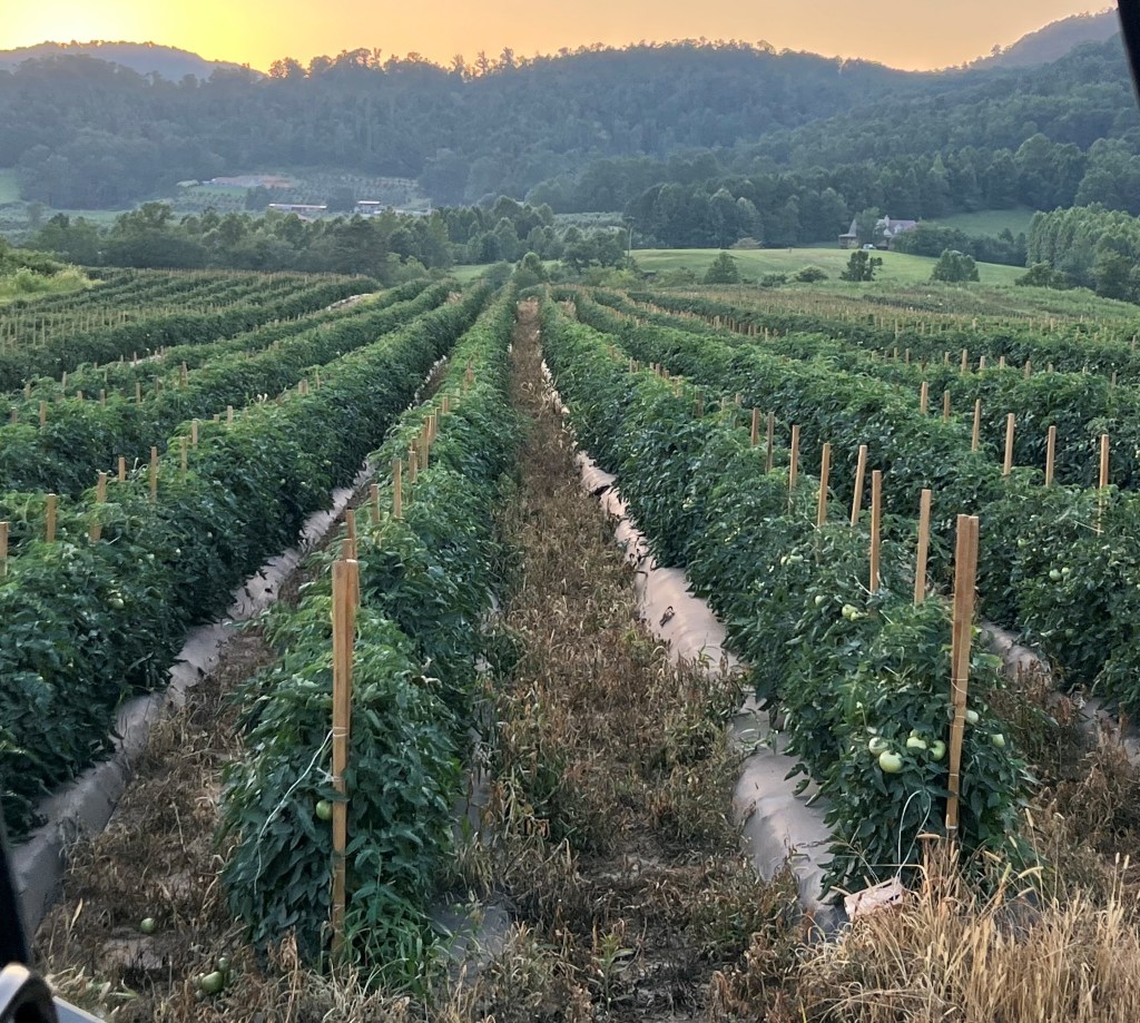 Weekly Field Update –&nbsp;7/28/25