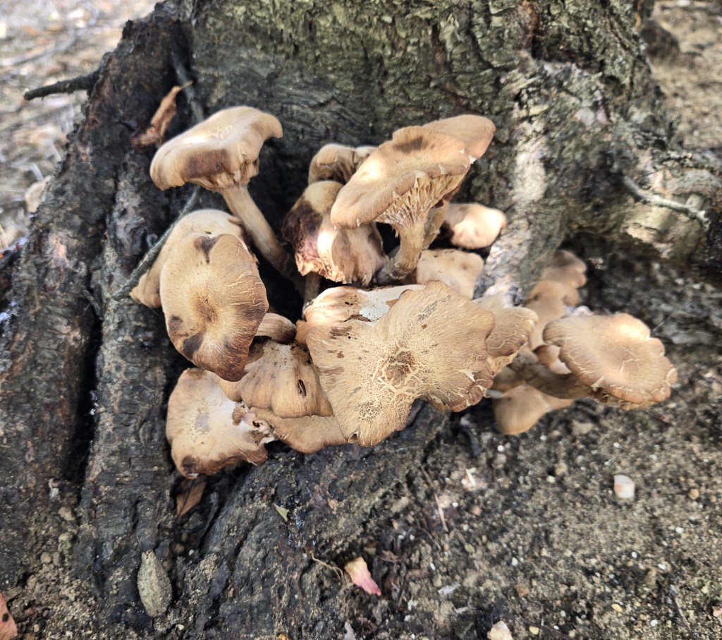 Question of the Week – Armillaria Root&nbsp;Rot