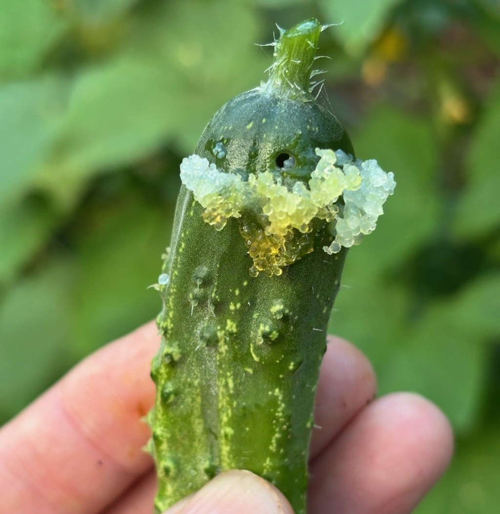 Question of the Week –&nbsp;Pickleworm