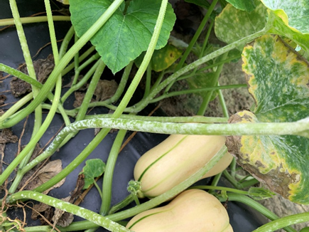 2025 Recommendations to Manage Powdery Mildew on&nbsp;Cucurbits