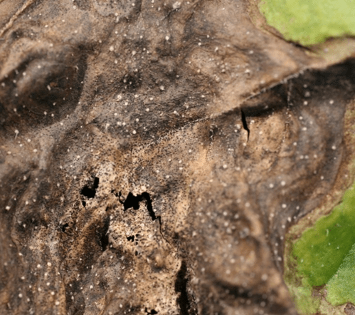 Why Reusing Watermelon Plastic for Watermelon is a Very Bad Idea and Other Plant Pathology Horror&nbsp;Stories