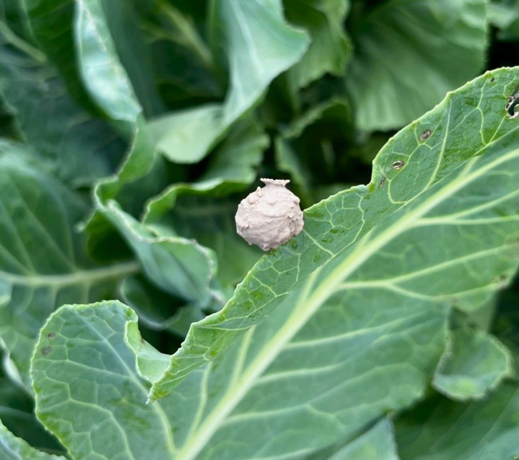 Question of the Week – Potter Wasp&nbsp;Nest