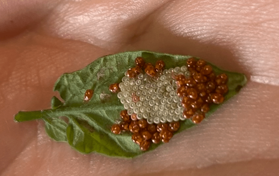 Weekly Field Update –&nbsp;7/7/25