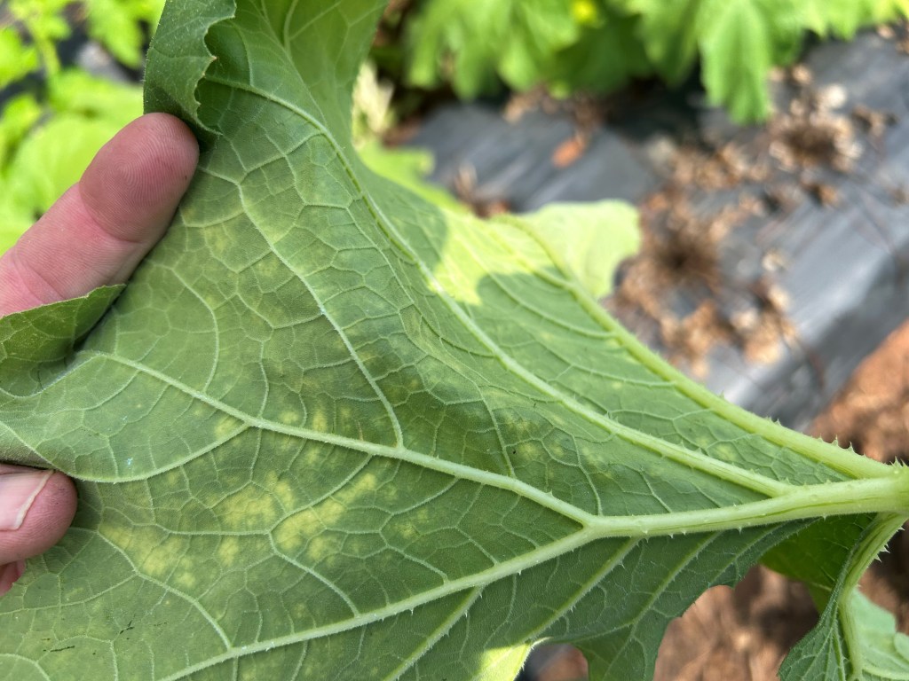 Weekly Field Update –&nbsp;8/4/25