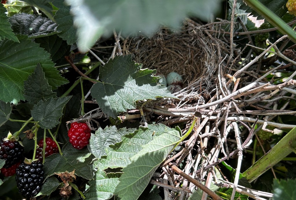 Question of the Week – Northern&nbsp;Mockingbird