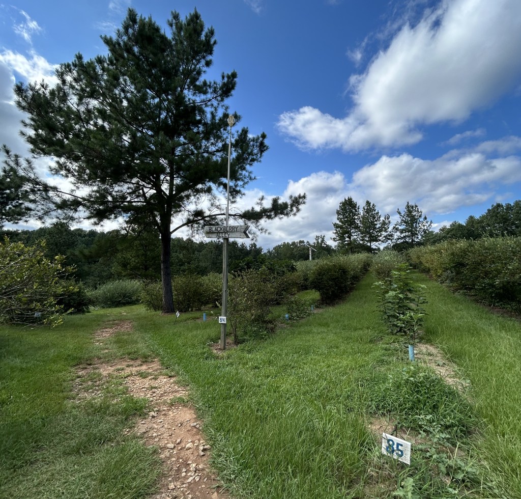 August Grower Spotlight – The Happy&nbsp;Berry