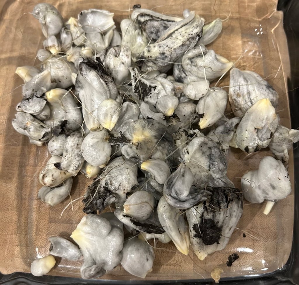 Question of the Week – Corn&nbsp;Smut