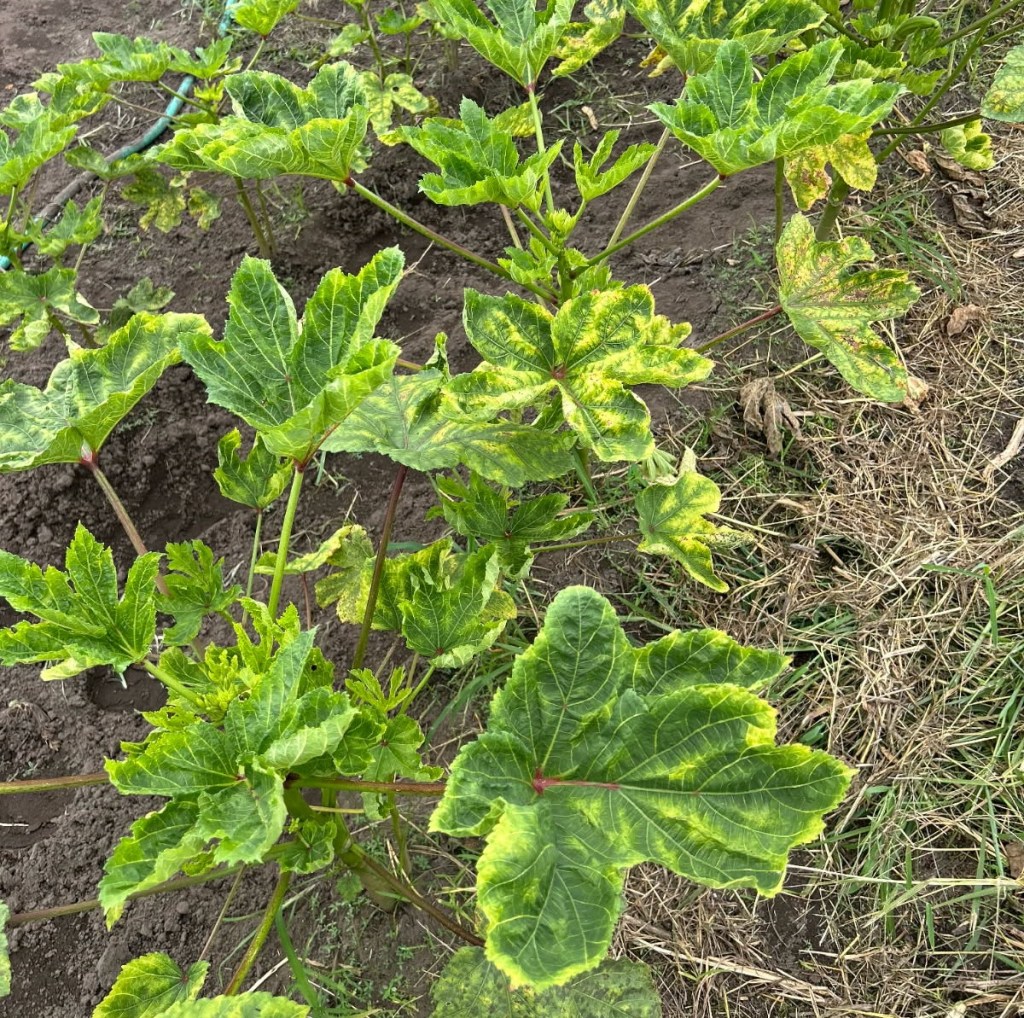 Weekly Field Update –&nbsp;8/25/25