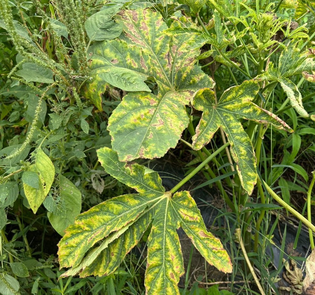 Weekly Field Update –&nbsp;8/11/25