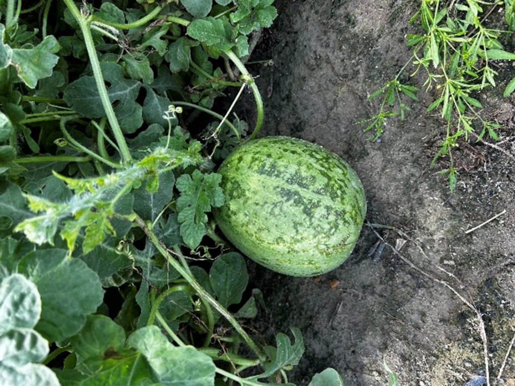 Weekly Field Update –&nbsp;8/18/25