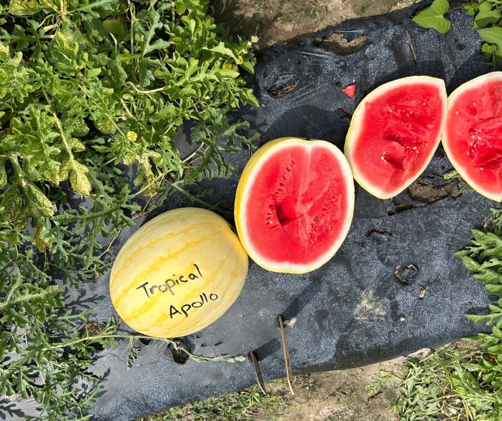 Question of the Week – Yellow&nbsp;Watermelon