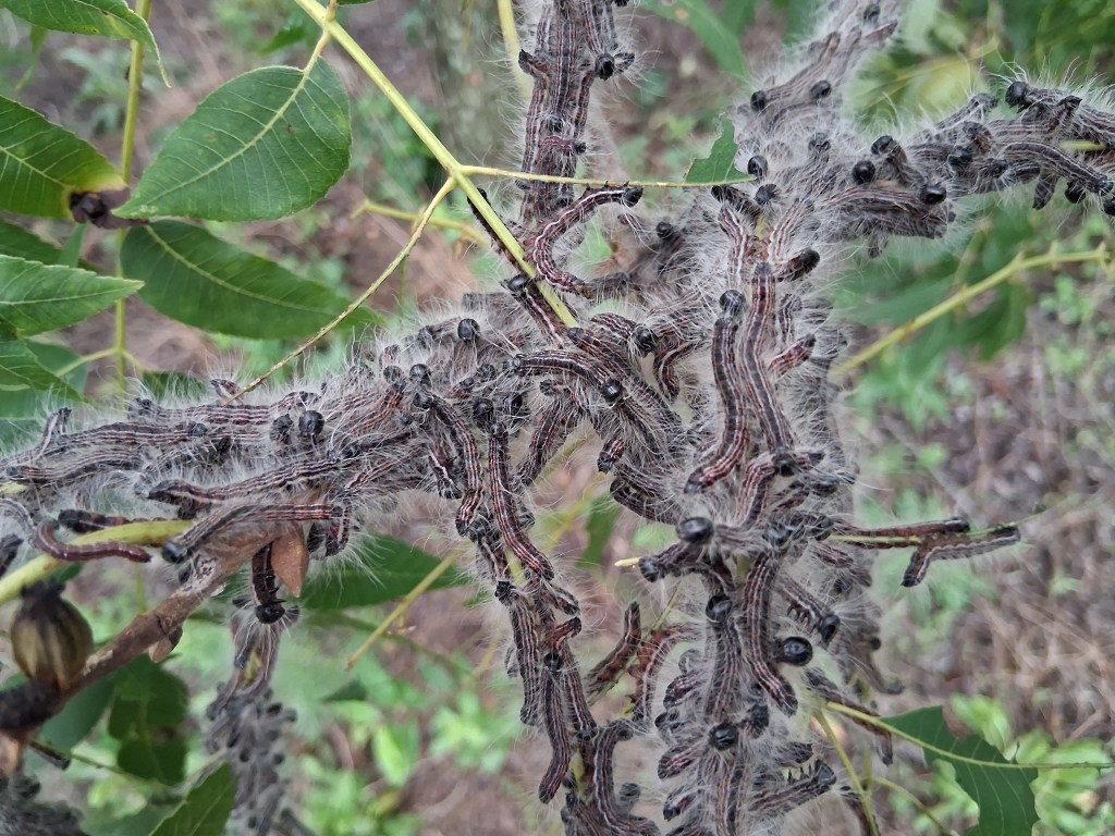 Question of the Week – Walnut&nbsp;Caterpillar