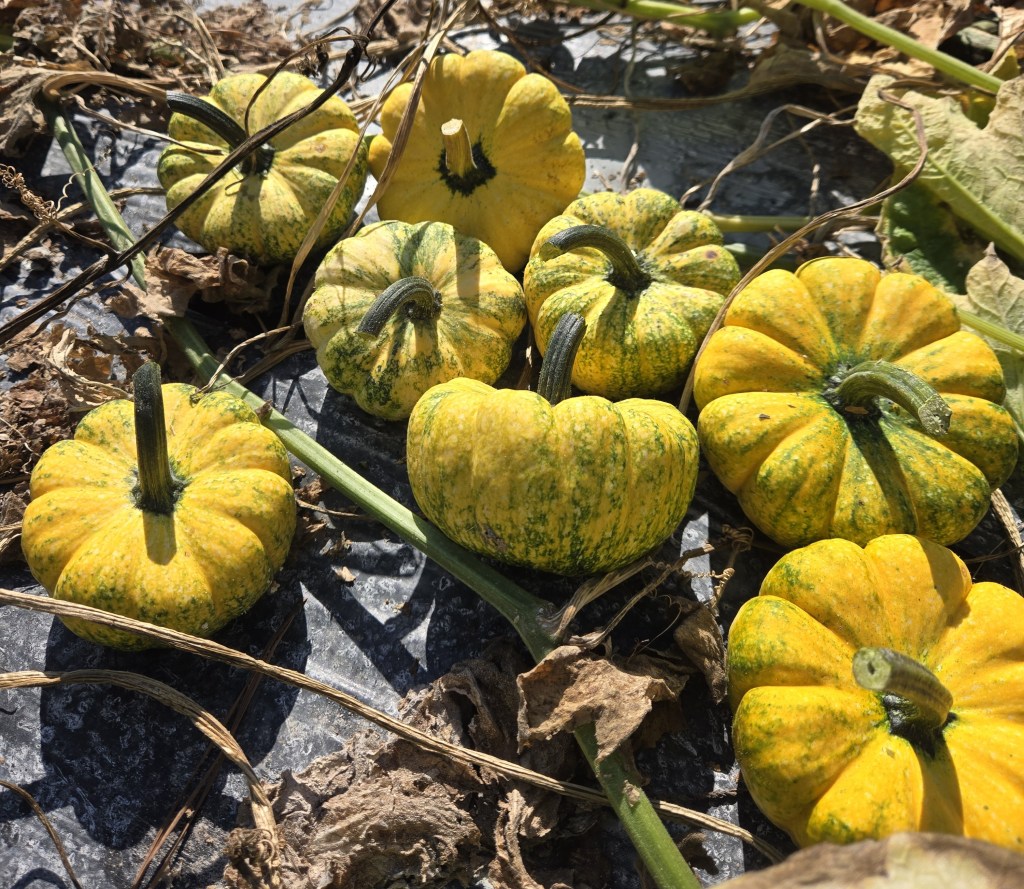 Weekly Field Update –&nbsp;9/22/25