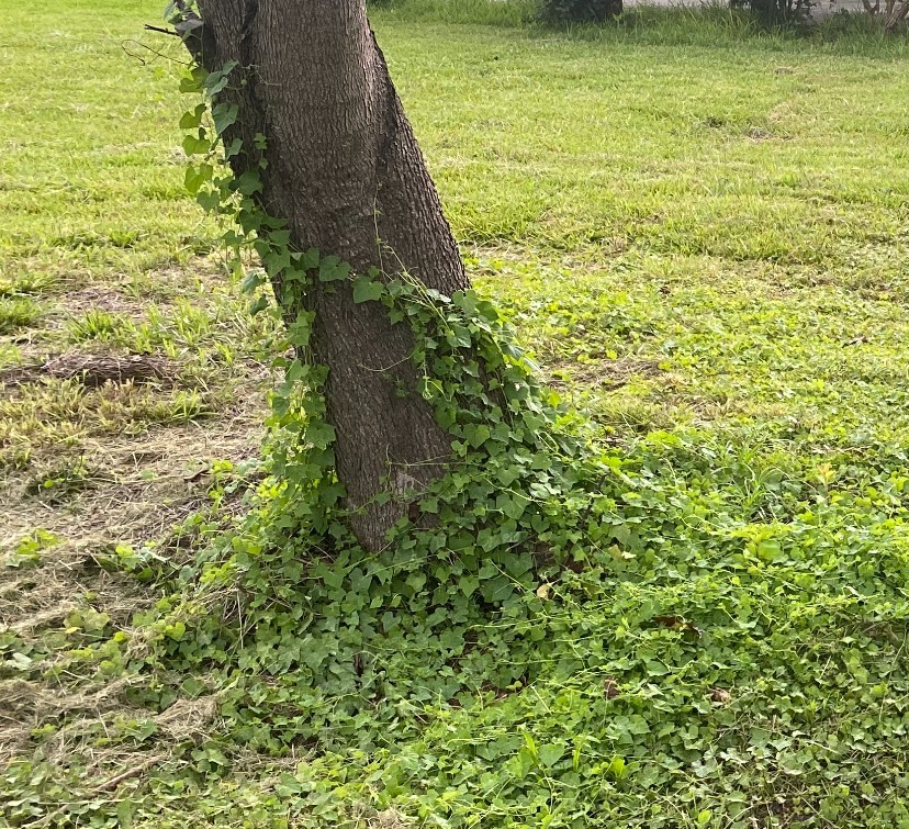 Question of the Week – Creeping&nbsp;Cucumber