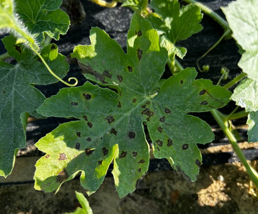 Weekly Field Update –&nbsp;9/2/25